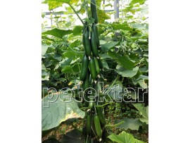 Petektar Tohumculuk Petek Çıtır Hıyar Tohumu 500 Adet 